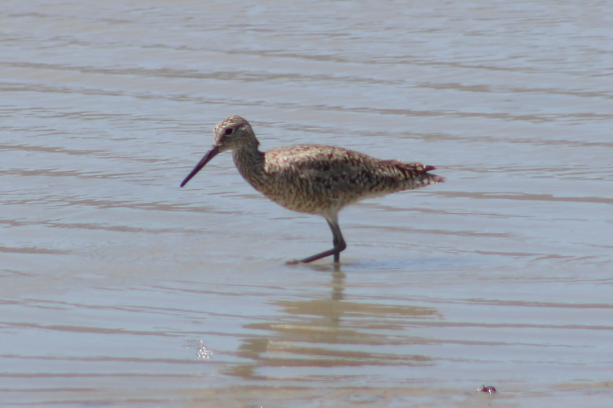 Willet - ML620045309