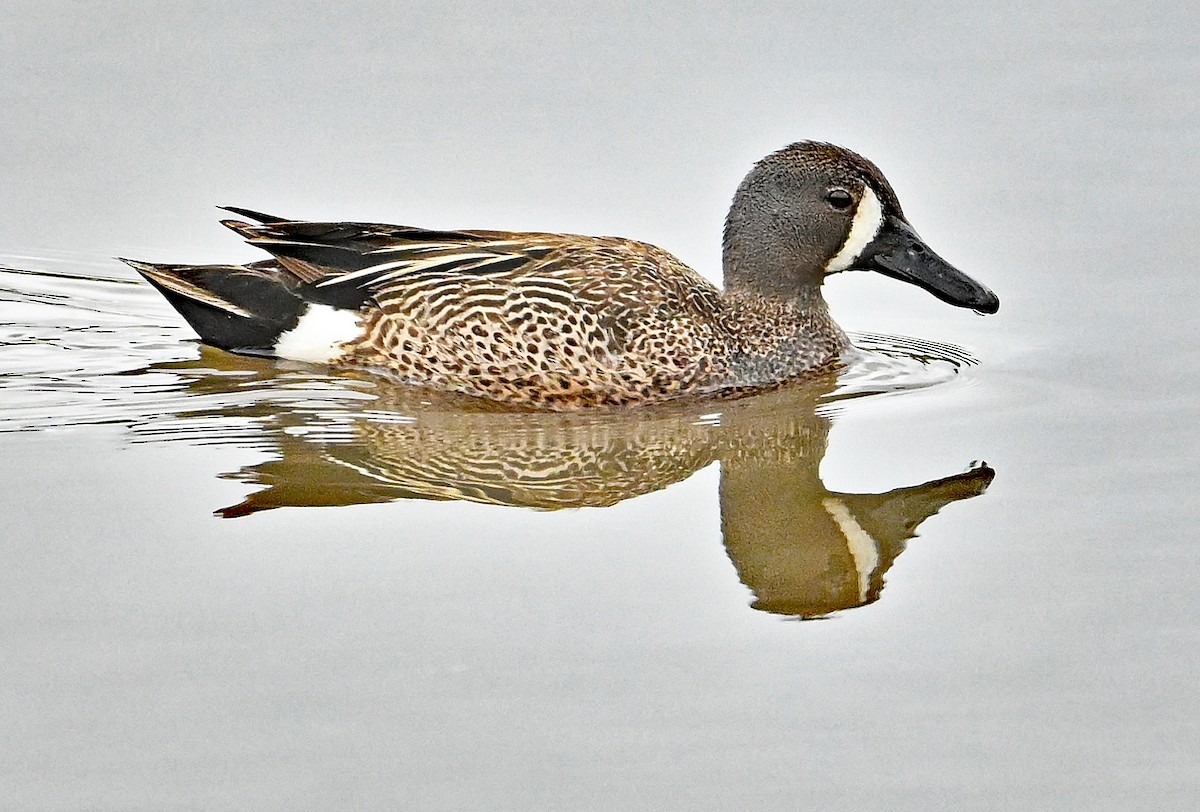Blue-winged Teal - ML620045335