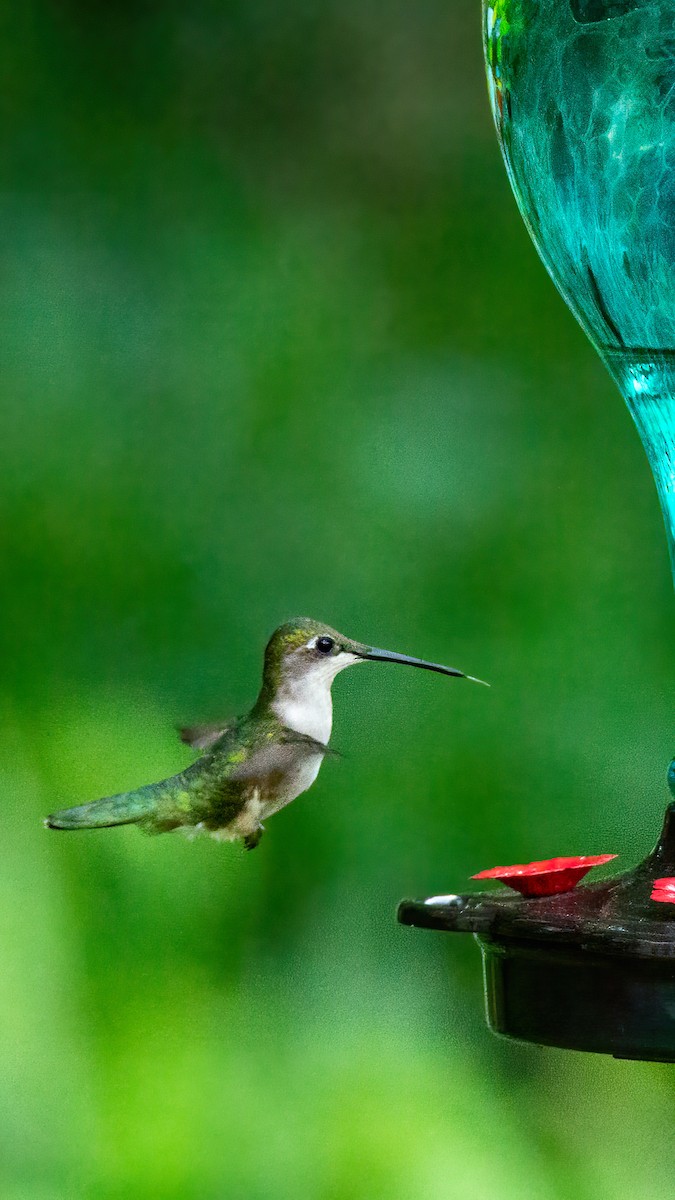 Ruby-throated Hummingbird - ML620045375