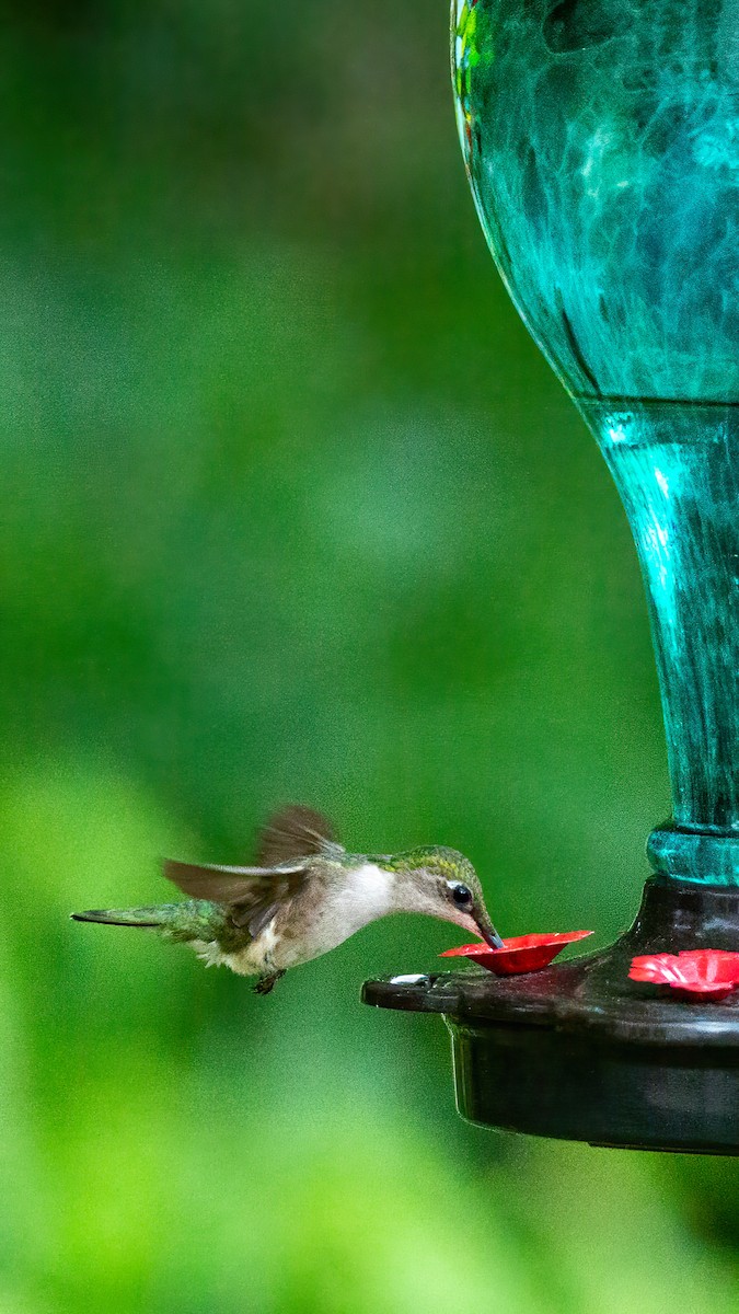Ruby-throated Hummingbird - ML620045383