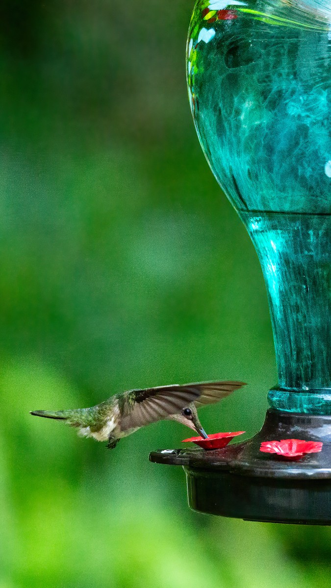 Ruby-throated Hummingbird - ML620045386
