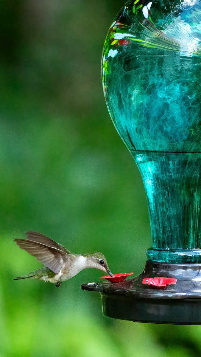 Ruby-throated Hummingbird - ML620045387