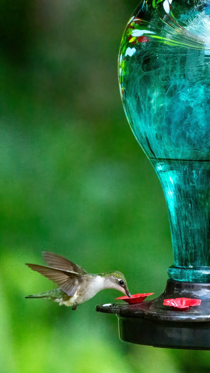 Ruby-throated Hummingbird - ML620045389
