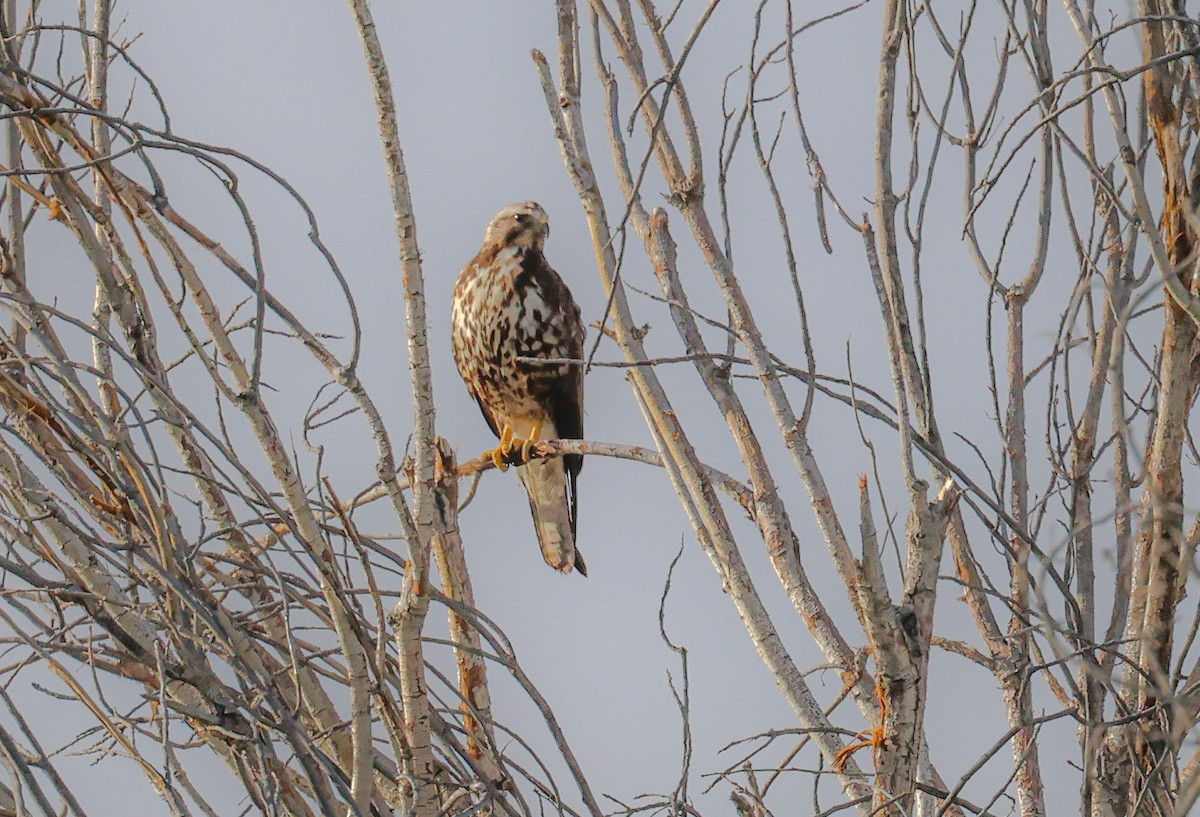 Swainson's Hawk - ML620045424