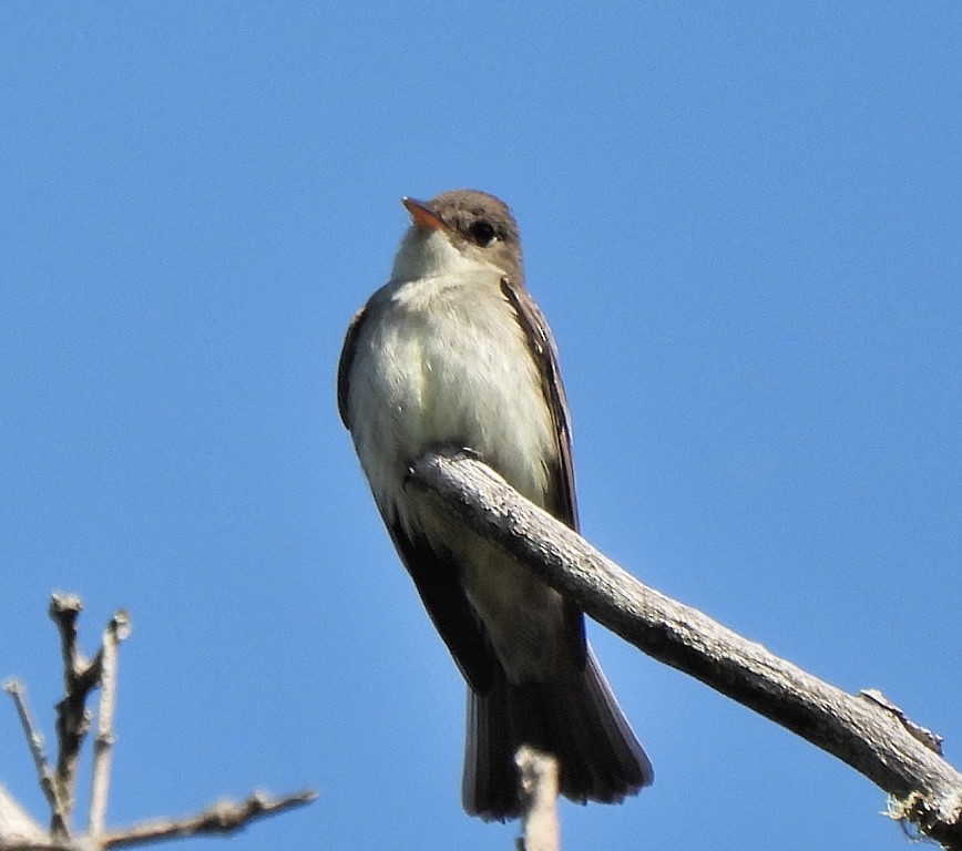 Acadian Flycatcher - ML620045452