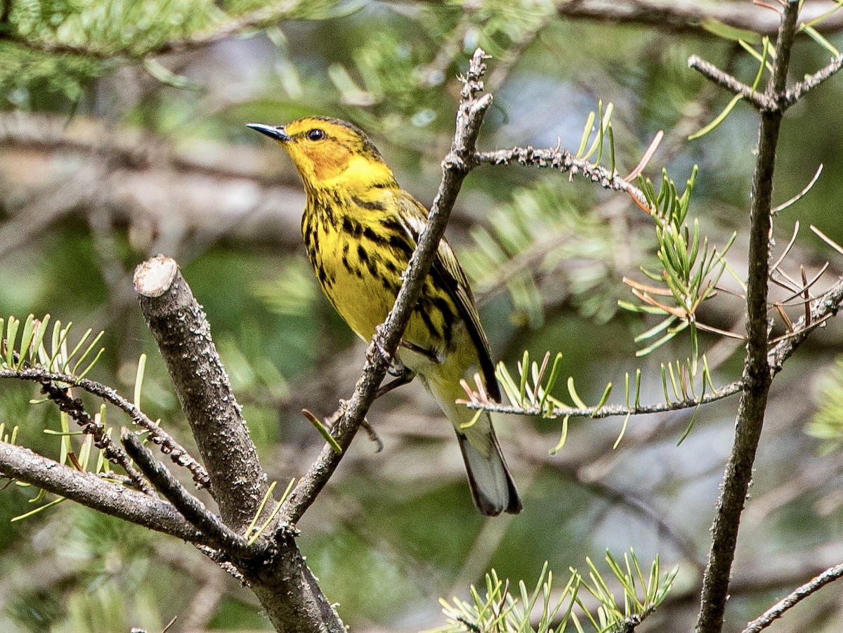 Cape May Warbler - ML620045475