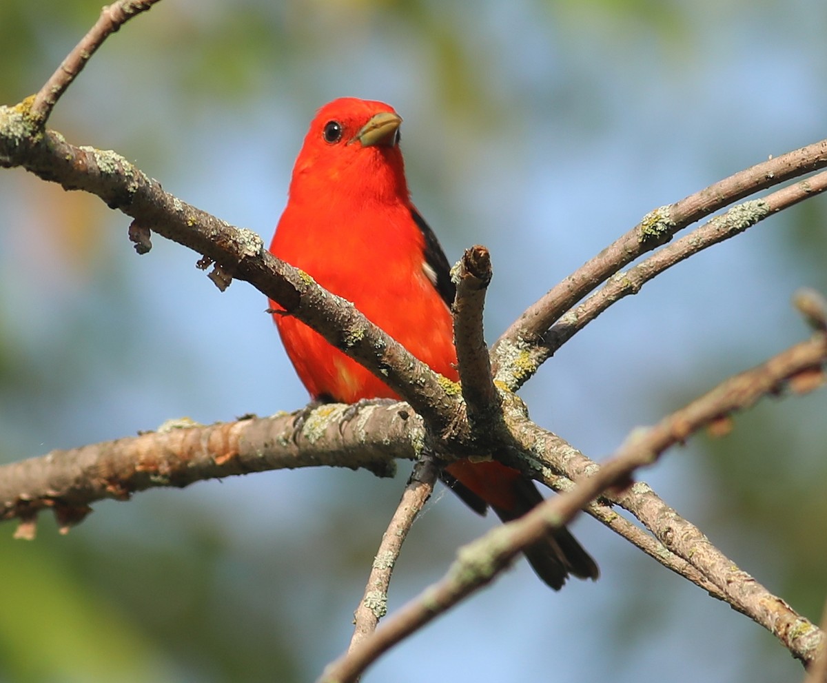 Scarlet Tanager - ML620045553