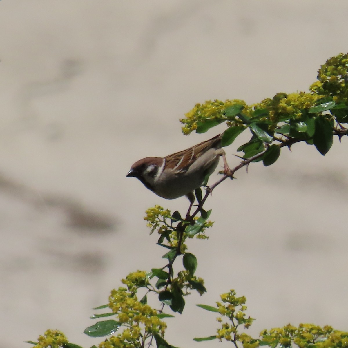 Eurasian Tree Sparrow - ML620045569