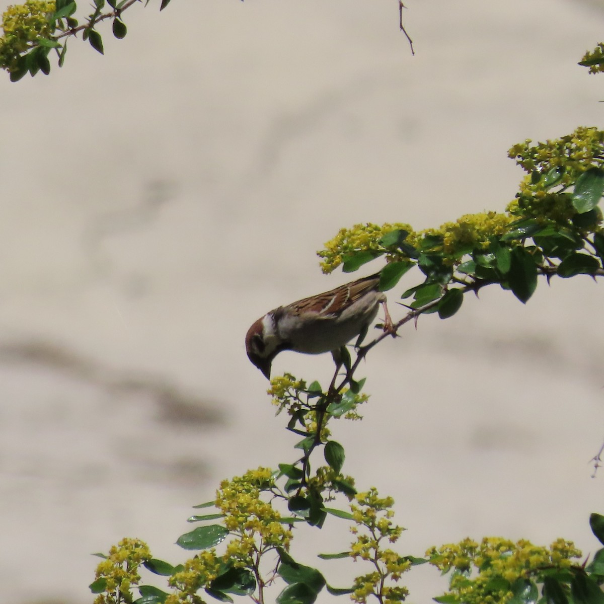 Eurasian Tree Sparrow - ML620045570