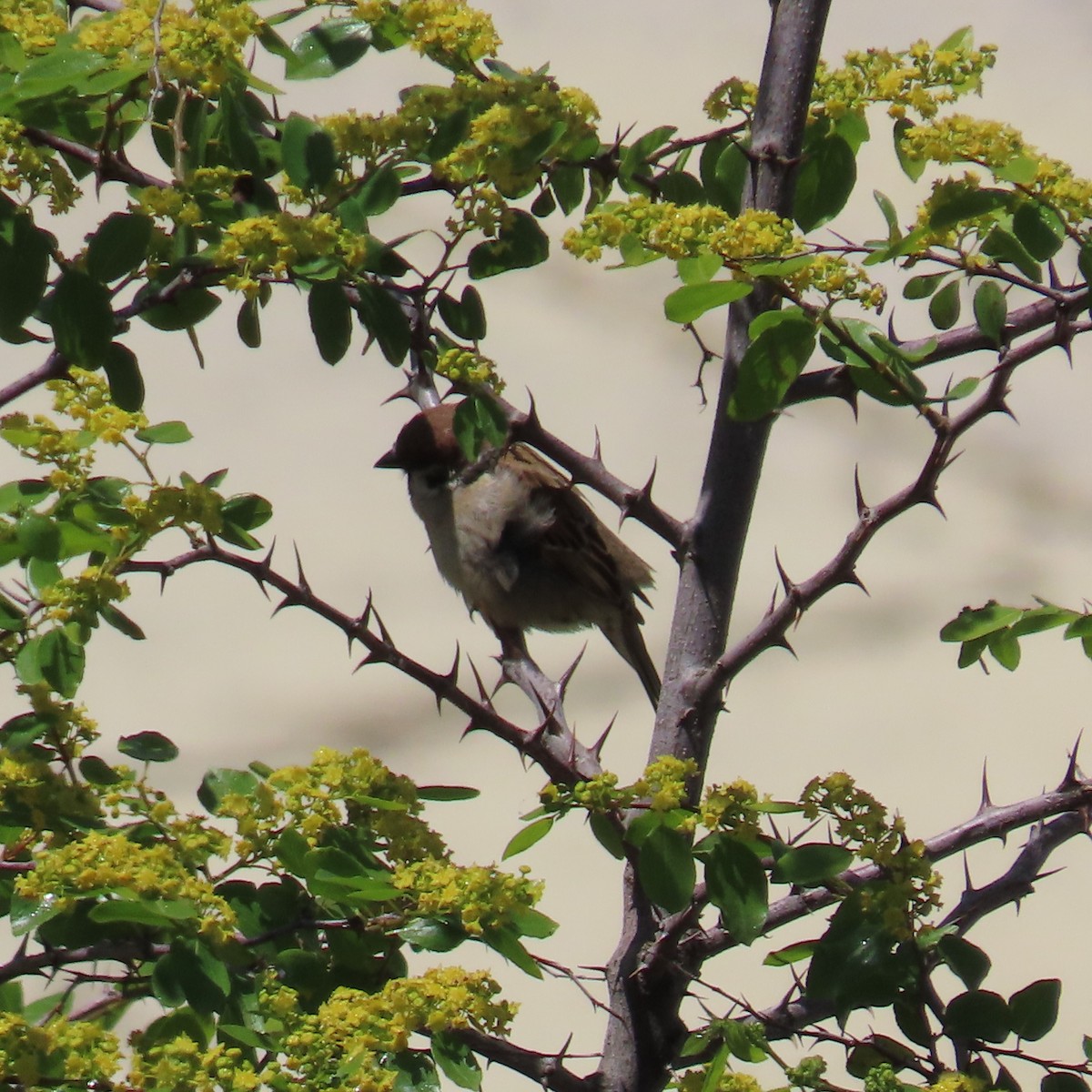 Eurasian Tree Sparrow - ML620045571