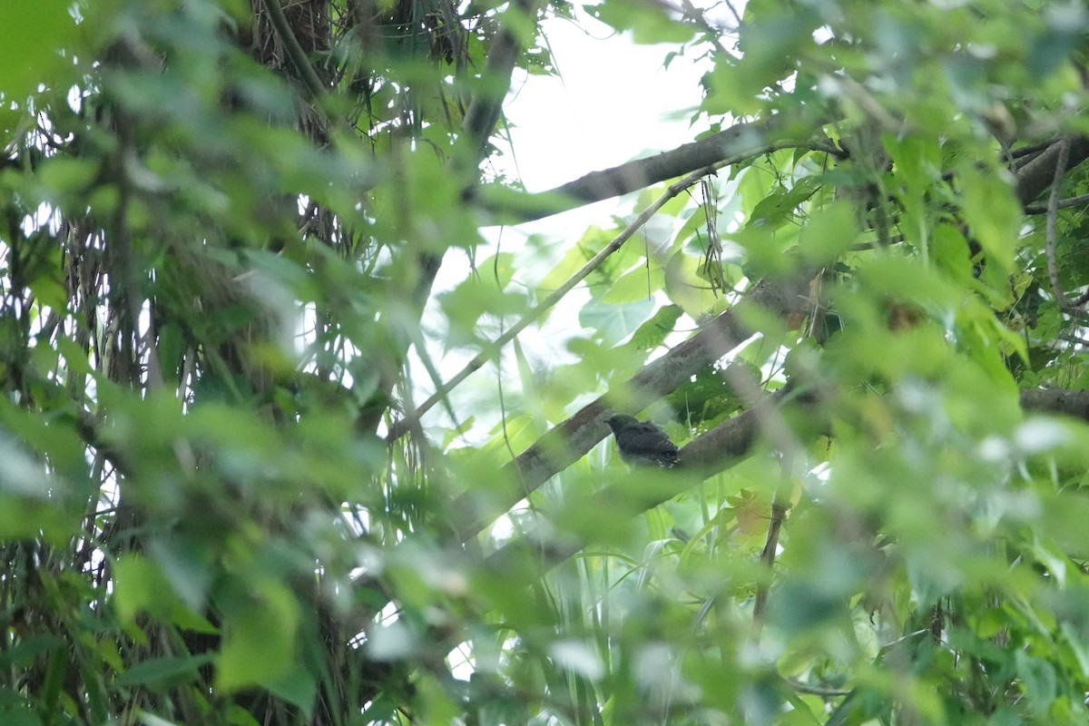 Oriental Cuckoo - ML620045598