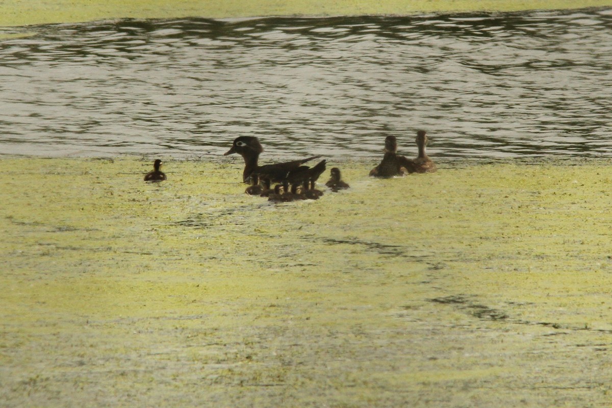 Wood Duck - ML620045599