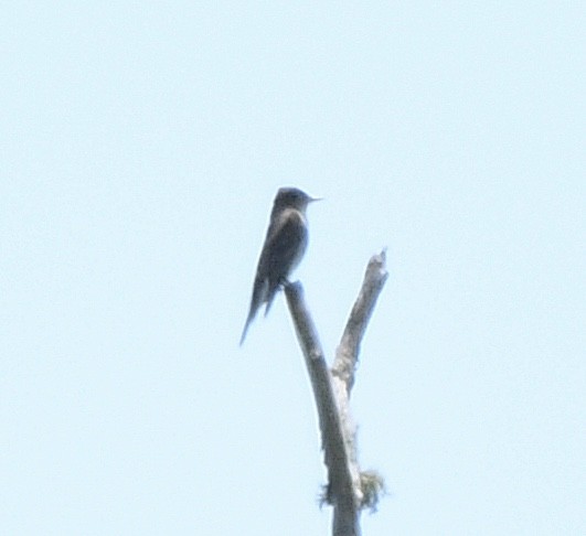 Olive-sided Flycatcher - ML620045613