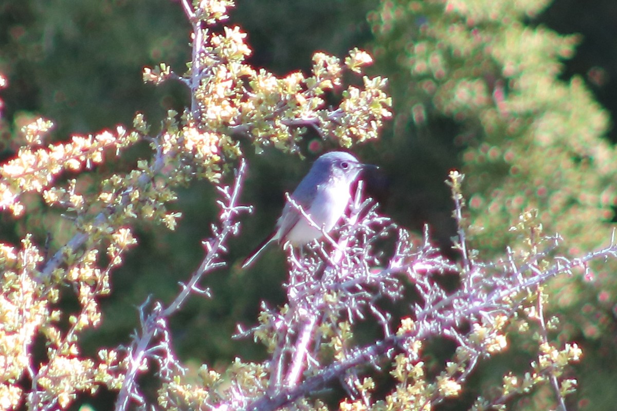 Blue-gray Gnatcatcher - ML620045614