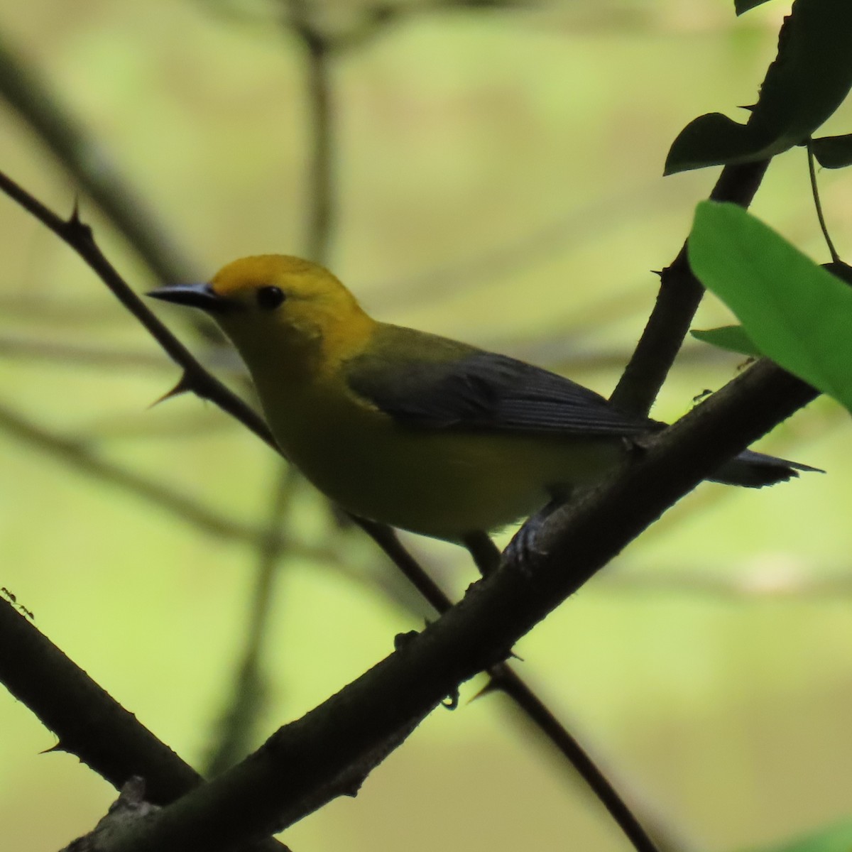 Prothonotary Warbler - ML620045620
