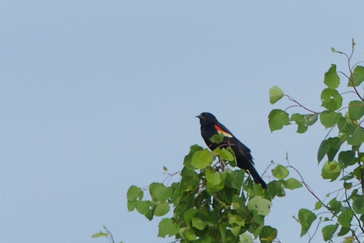 Red-winged Blackbird - ML620045625