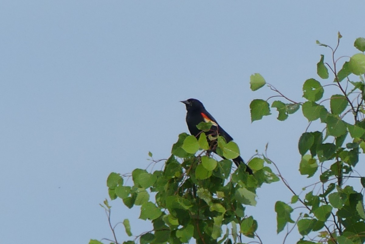 Red-winged Blackbird - ML620045630