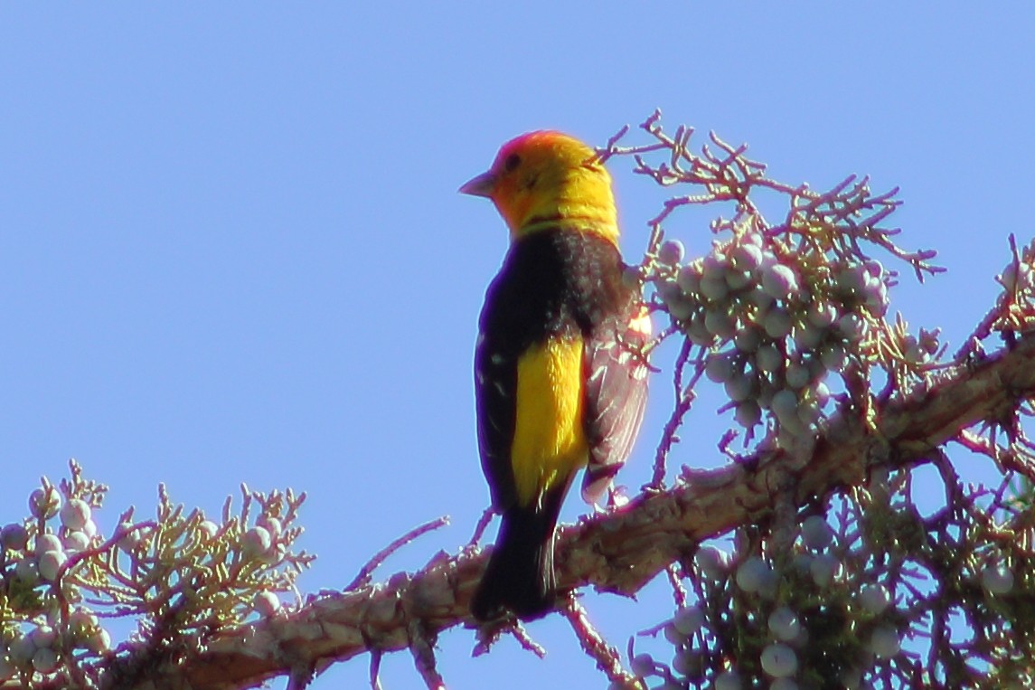 Western Tanager - ML620045644