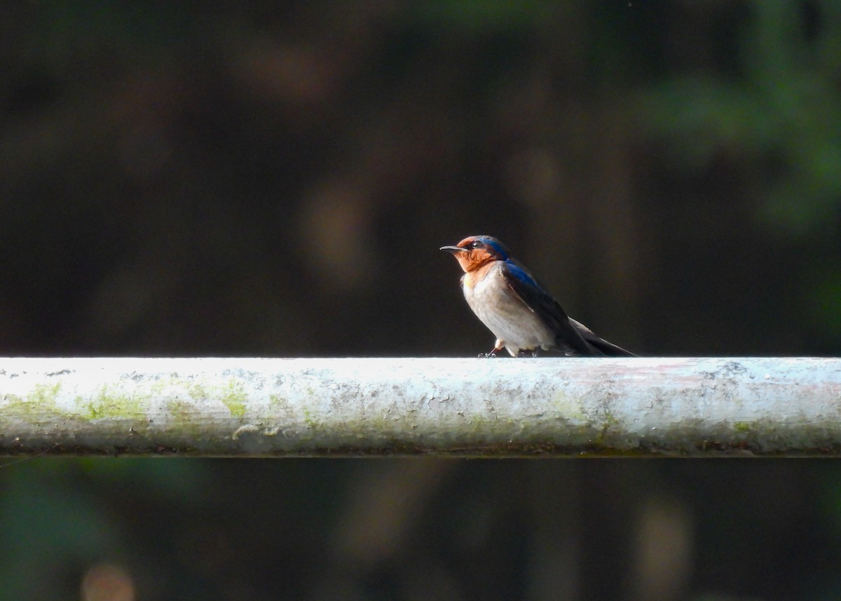 Pacific Swallow - ML620045656