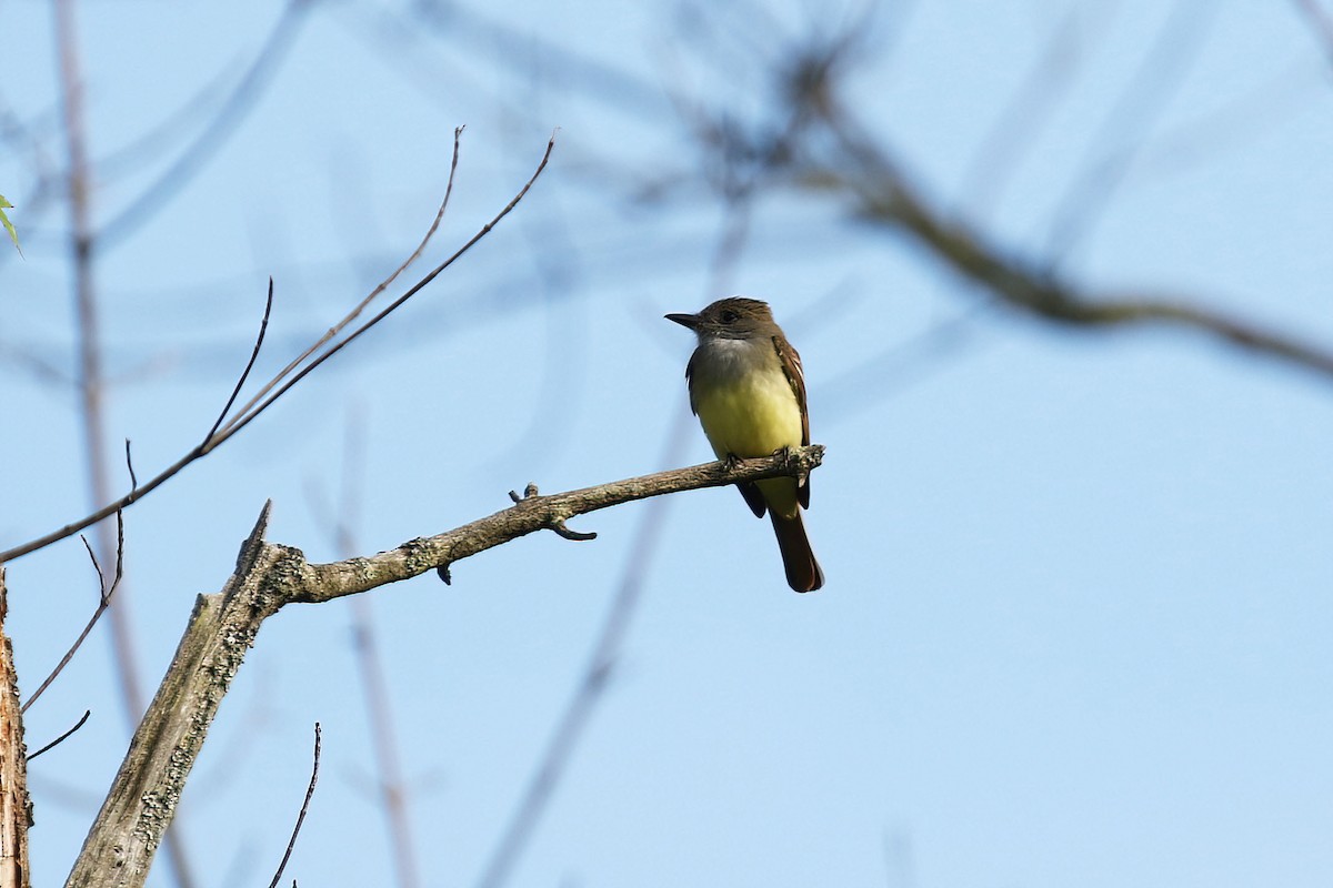 Great Crested Flycatcher - ML620045671