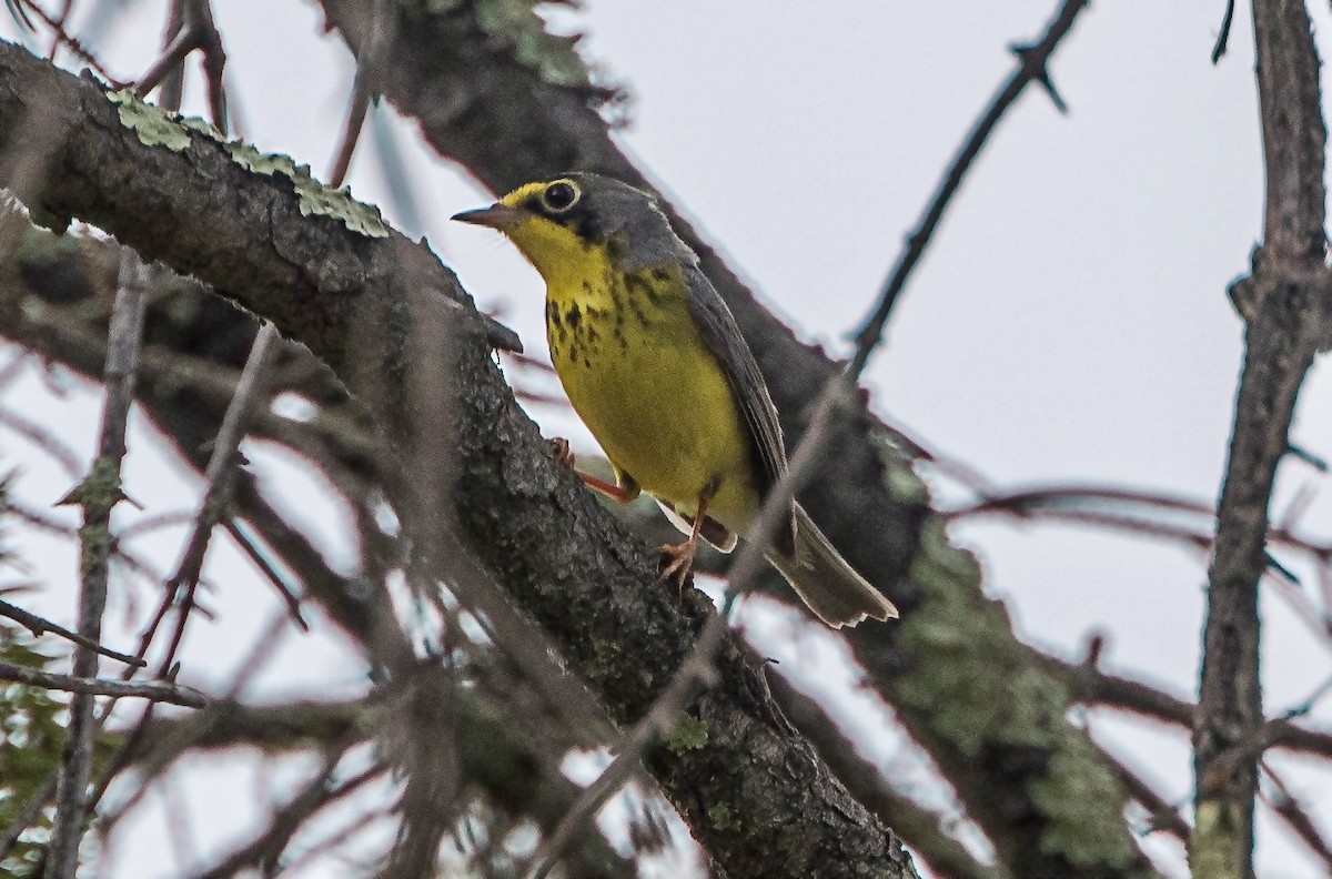 Canada Warbler - ML620045680