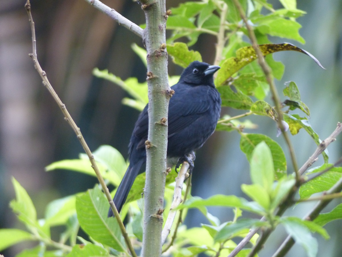 White-lined Tanager - ML620045708