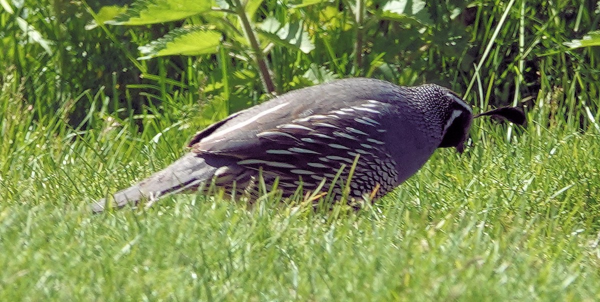 California Quail - ML620045709