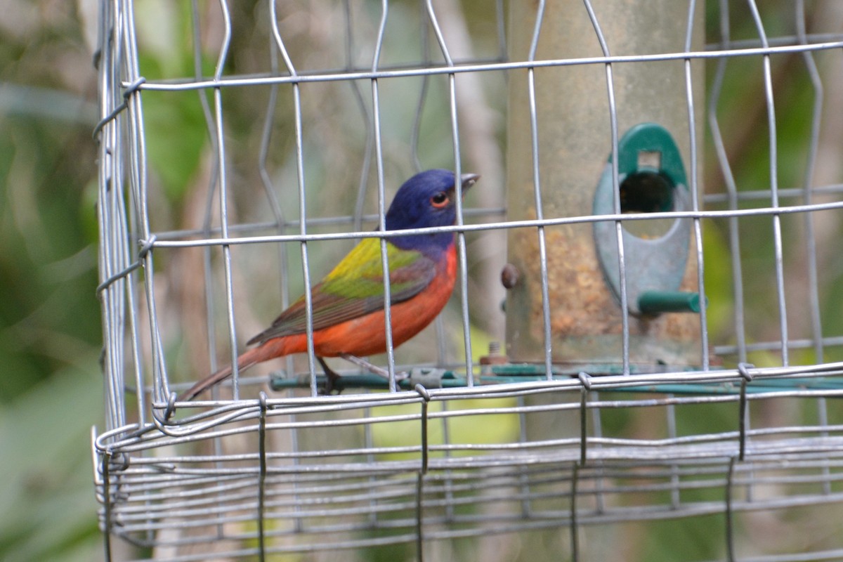Painted Bunting - ML620045721