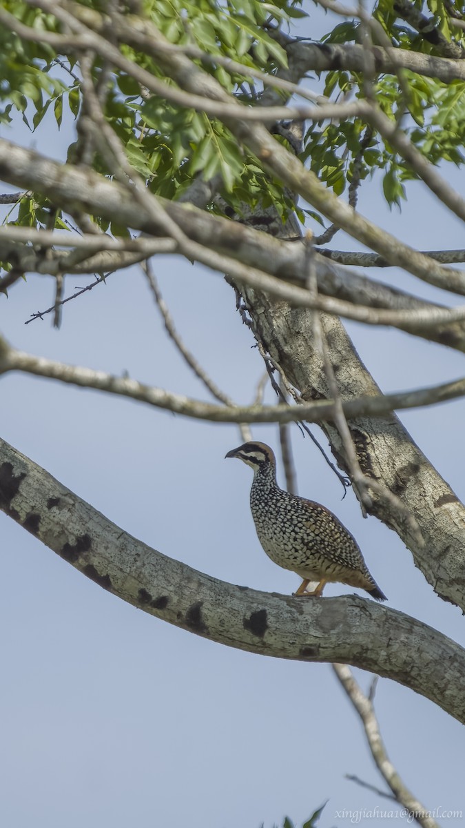 Chinese Francolin - ML620045726