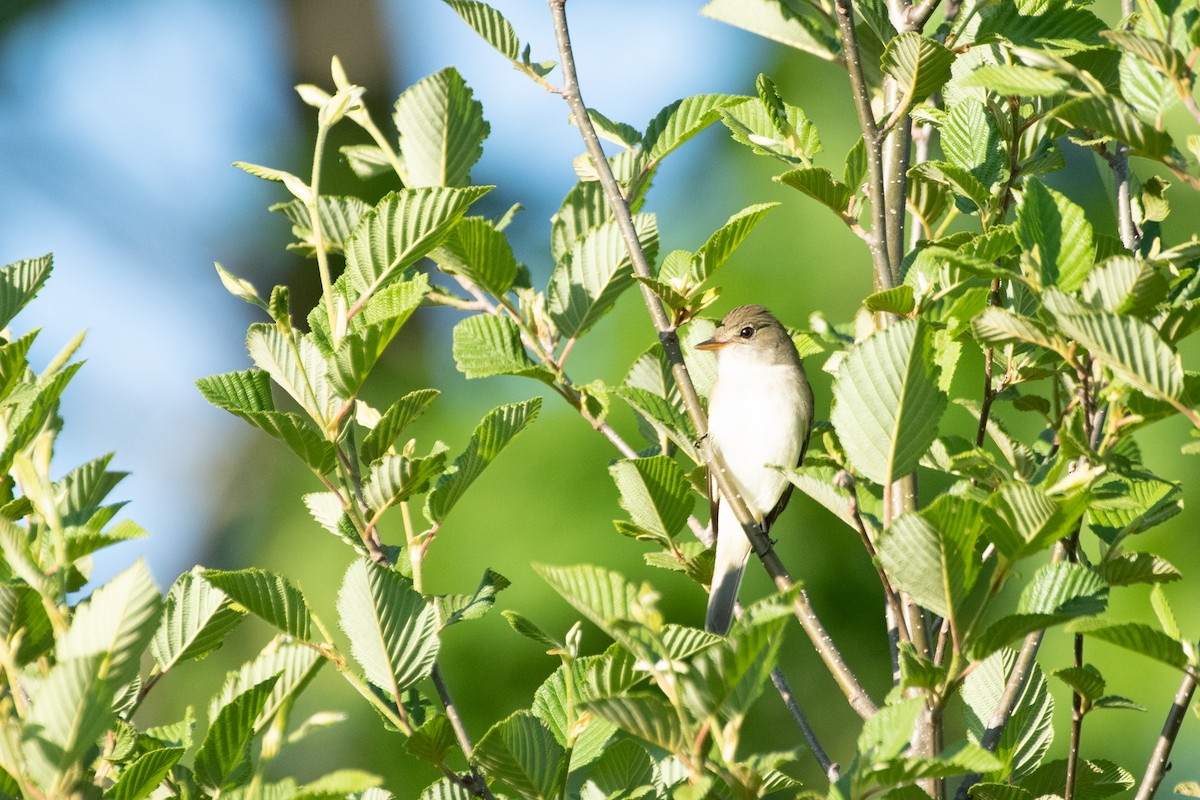 Alder Flycatcher - ML620045730