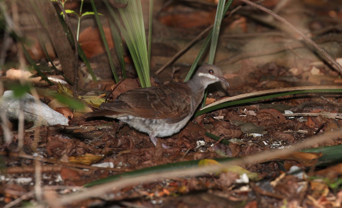 Key West Quail-Dove - ML620045756