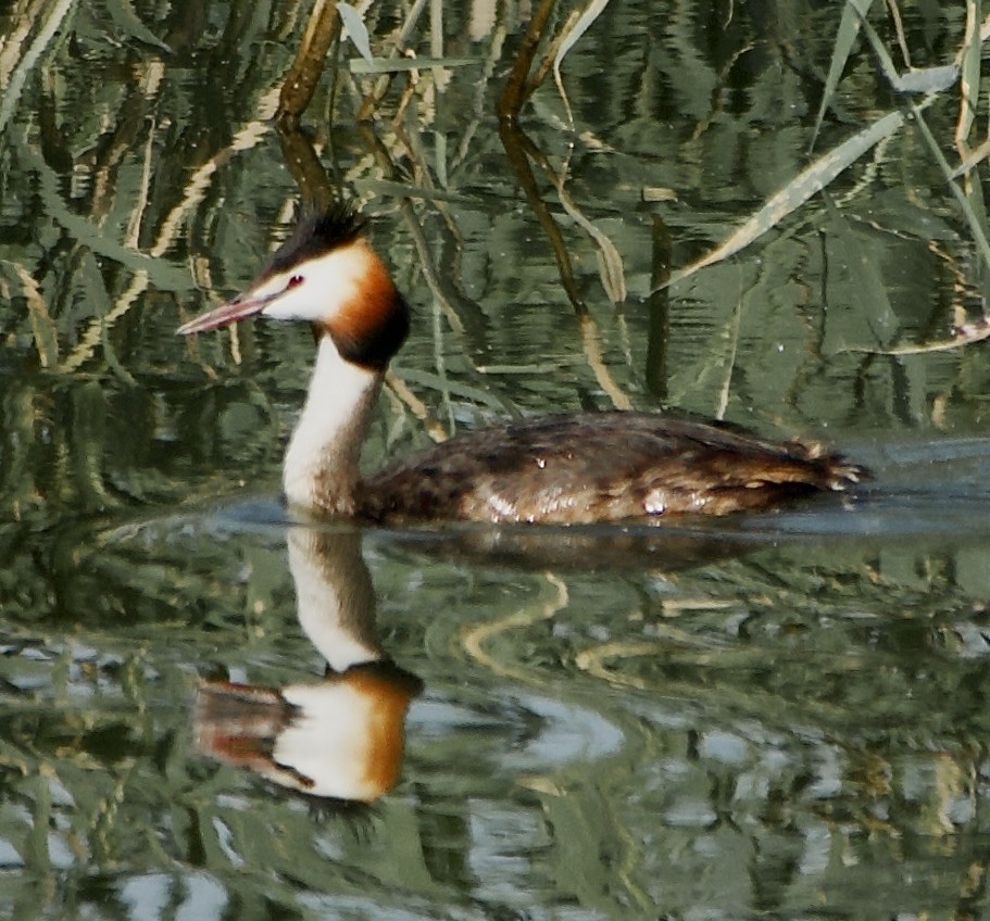 Great Crested Grebe - Thomas Michel