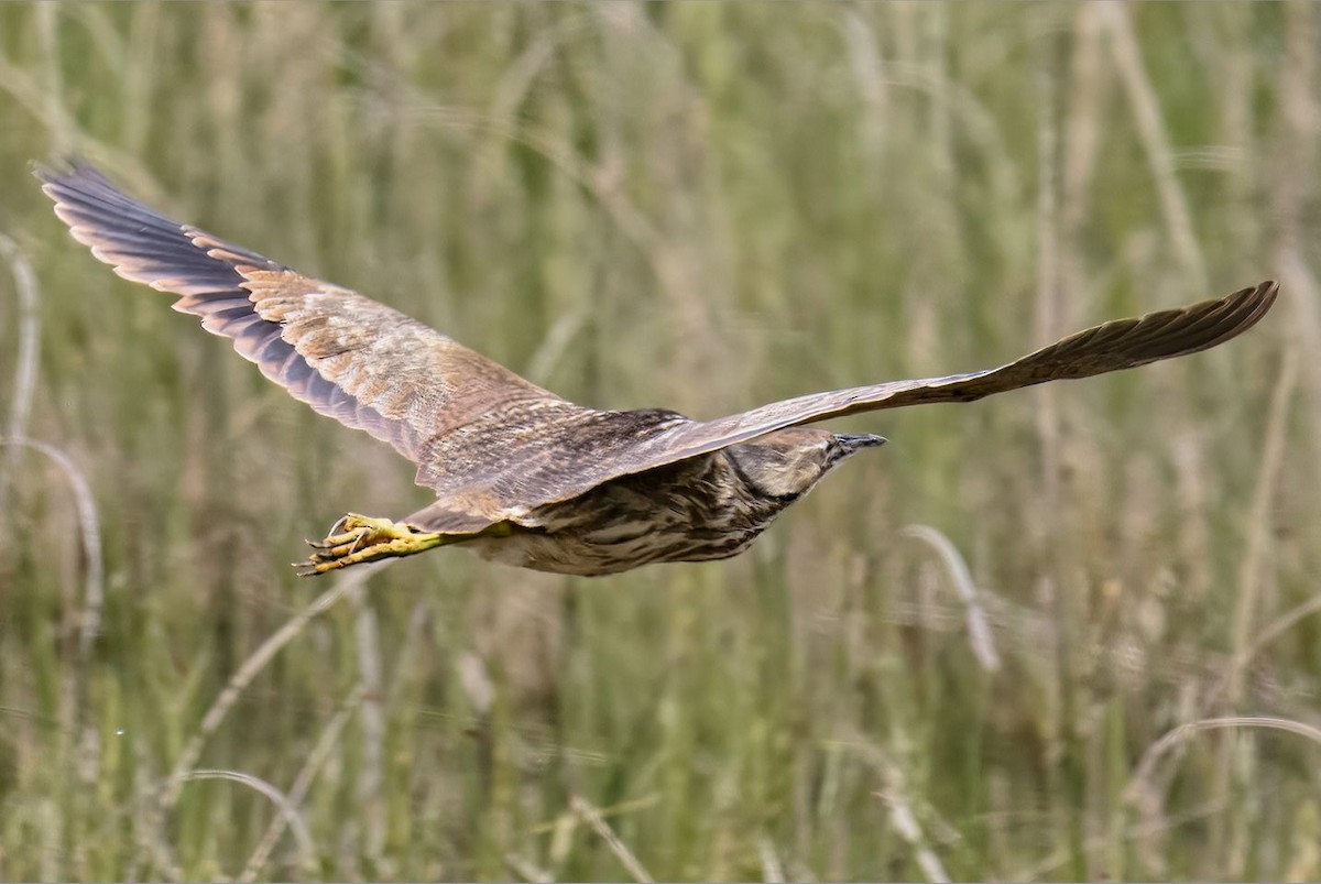 American Bittern - ML620045774