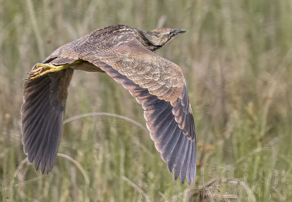 American Bittern - ML620045775