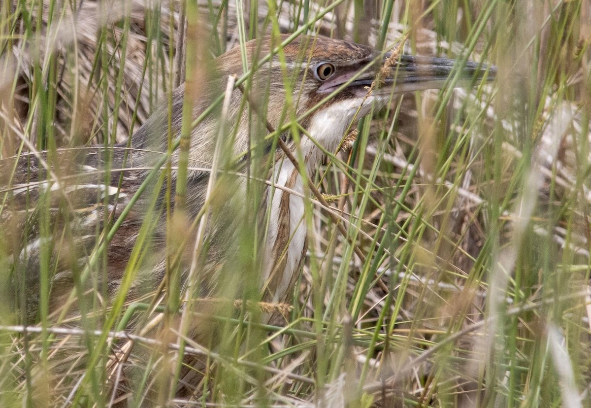 American Bittern - ML620045776