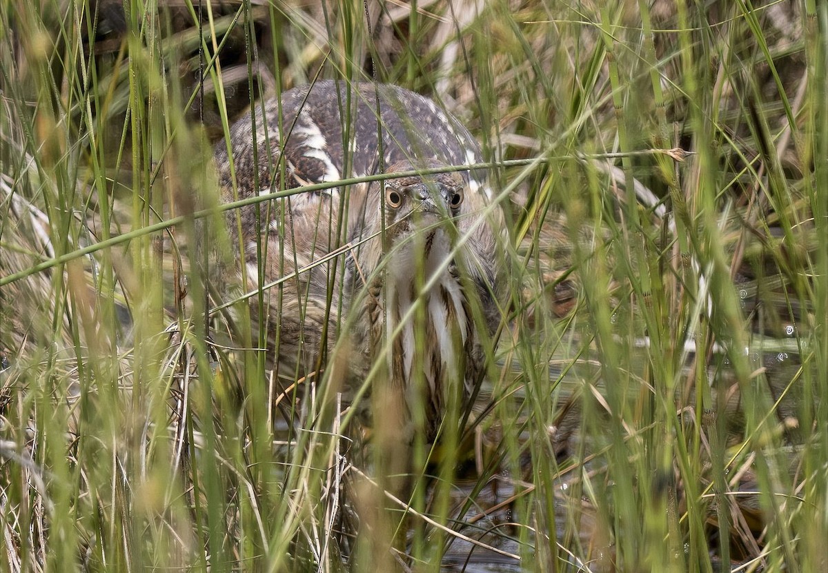 Schwarzbart-Rohrdommel - ML620045777