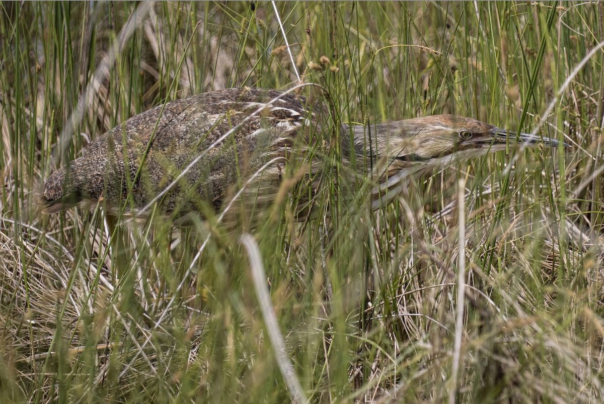 American Bittern - ML620045778