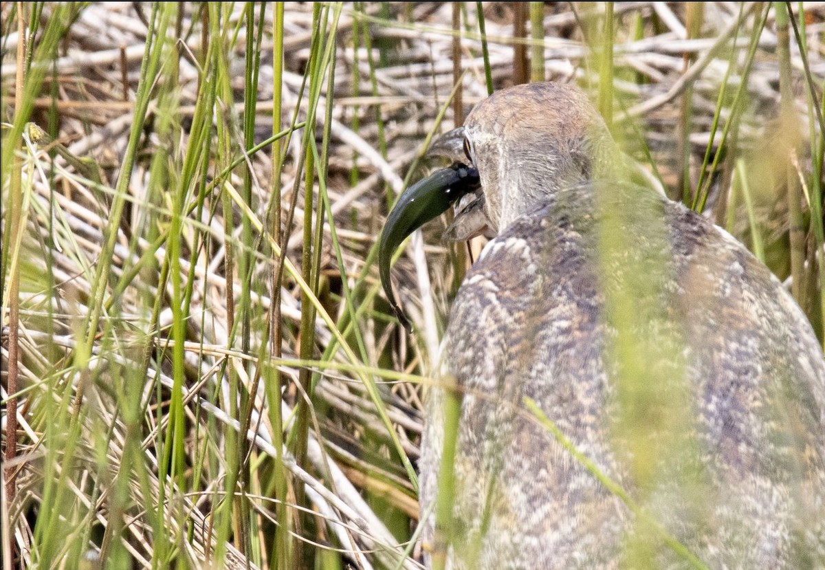 American Bittern - ML620045779