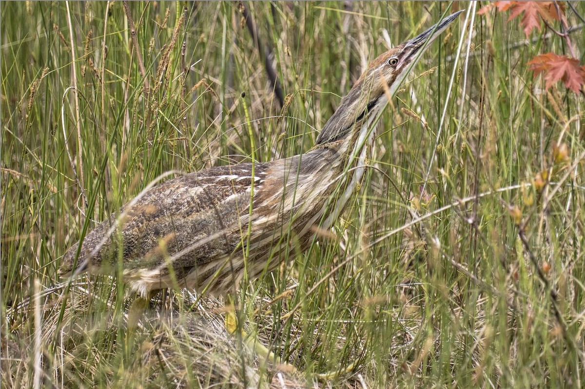 American Bittern - ML620045780