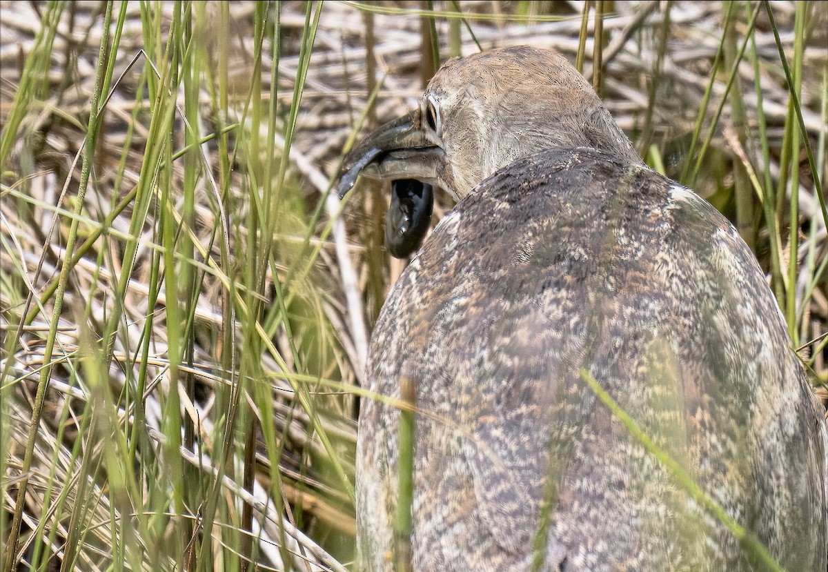 American Bittern - ML620045781