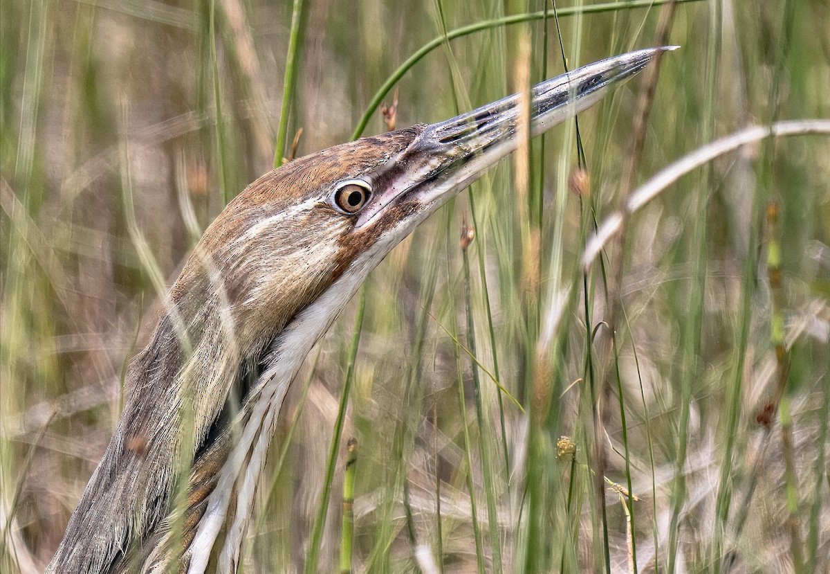 American Bittern - ML620045782