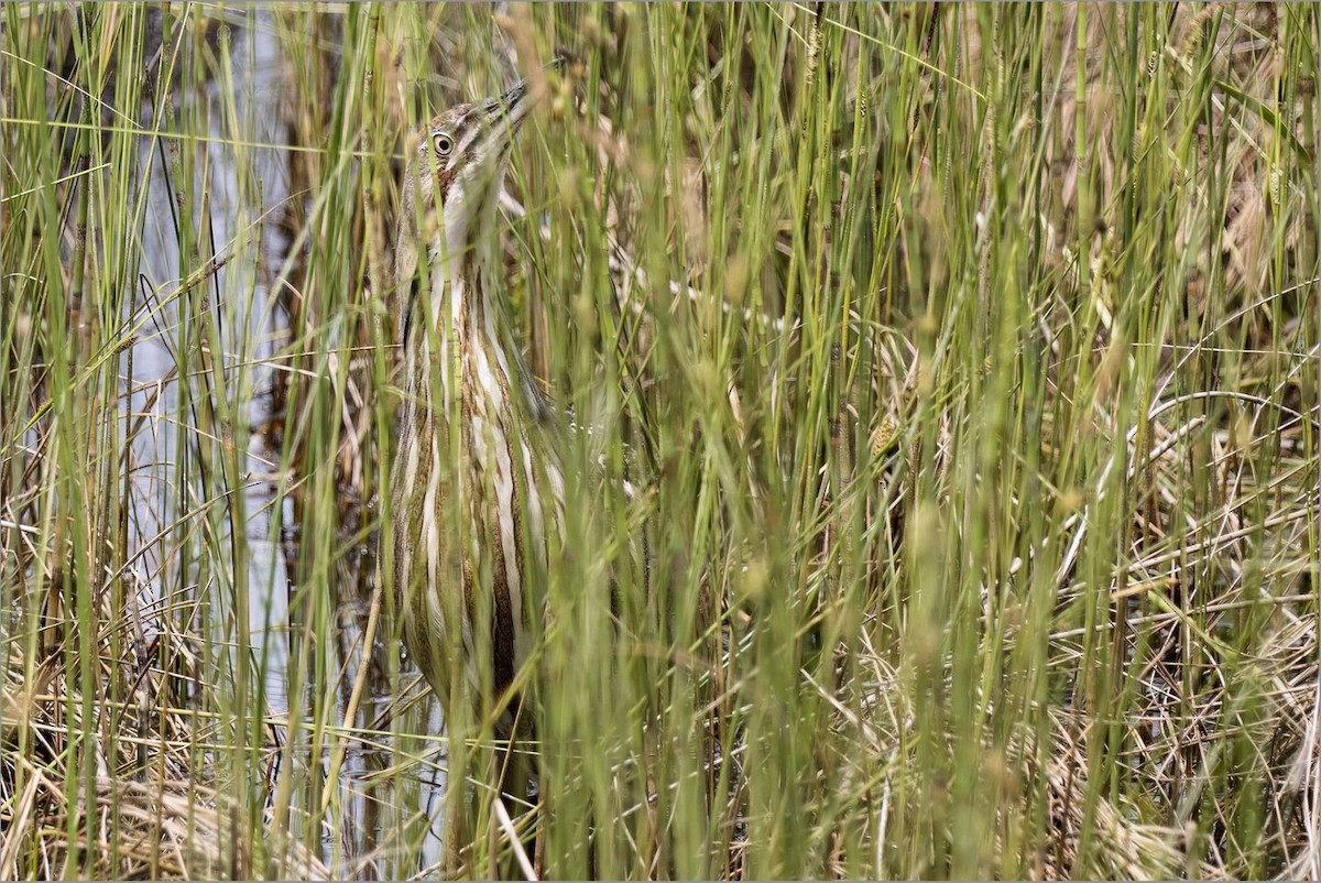 American Bittern - ML620045783