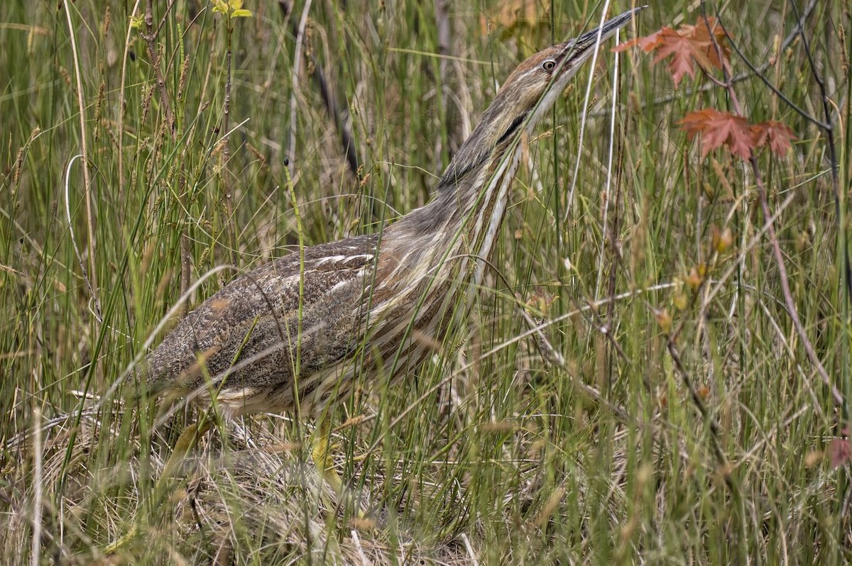 American Bittern - ML620045784