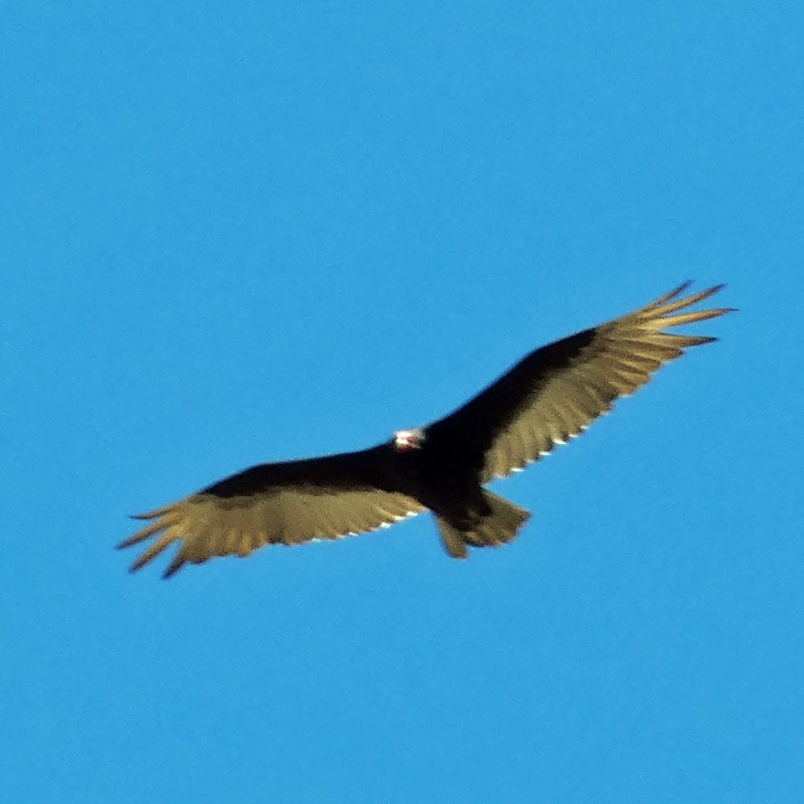 Turkey Vulture - ML620045785