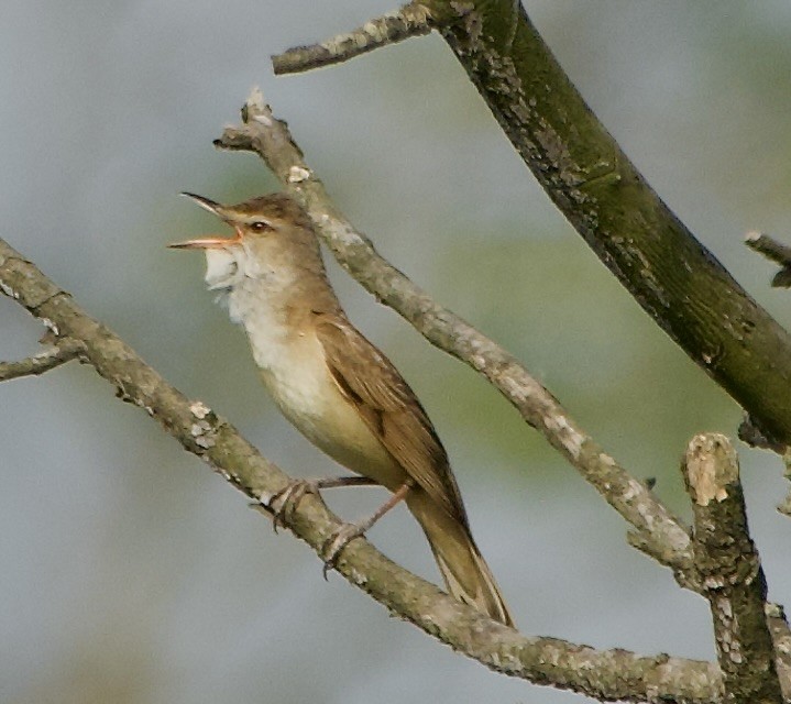 Common Reed Warbler - ML620045800