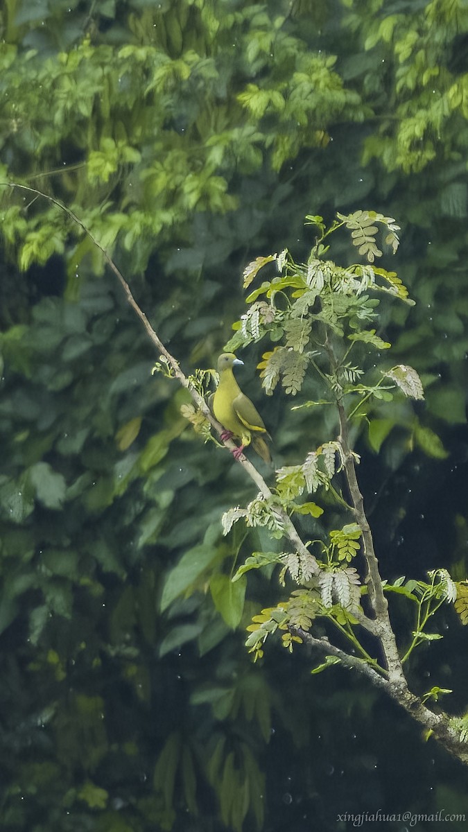 Orange-breasted Green-Pigeon - ML620045816