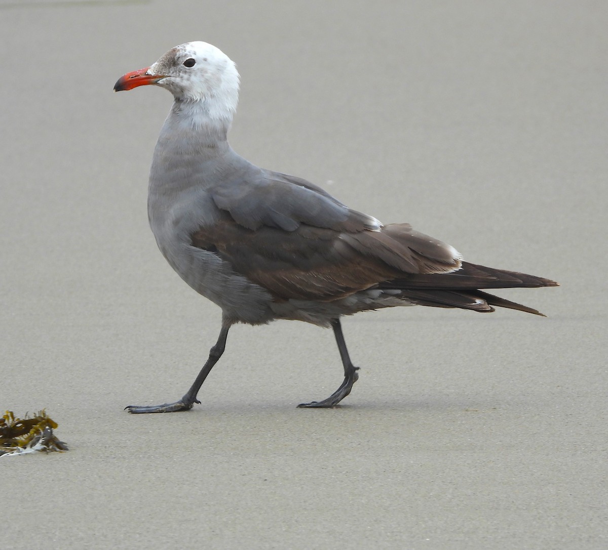 Heermann's Gull - ML620045817