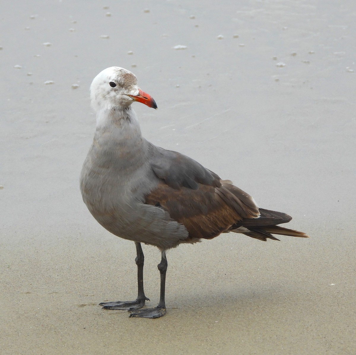 Gaviota Mexicana - ML620045818