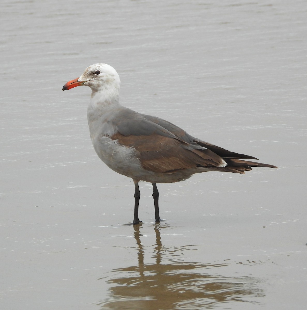 Gaviota Mexicana - ML620045820