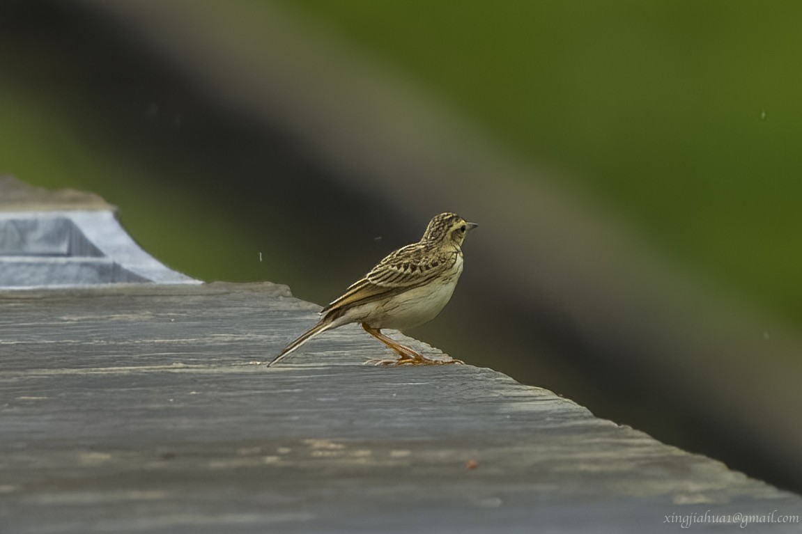 Richard's Pipit - ML620045824